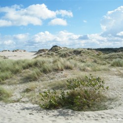 La dune du perroquet – Bray-Dunes